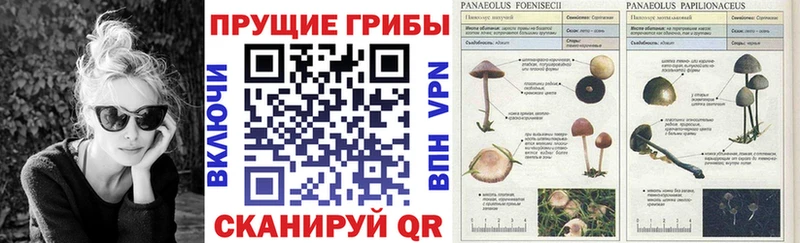 OMG ССЫЛКА  это какой сайт  Галлюциногенные грибы Psilocybe  Ипатово 